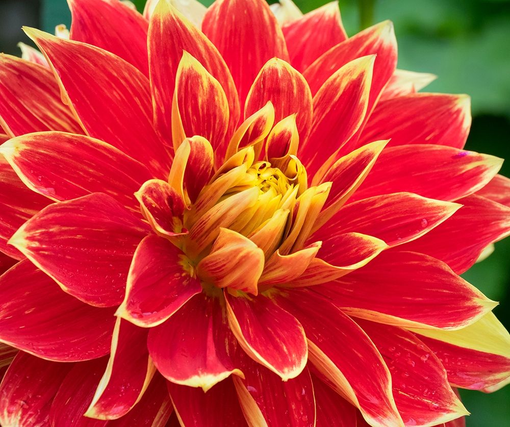 WA-Redmond-Dahlia